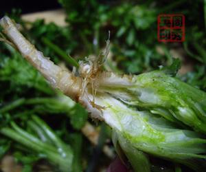 凉拌香菜根的做法(凉拌香菜)